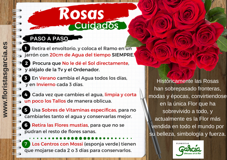 cuidados de la rosa