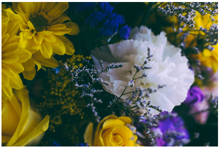 flores silvestres
