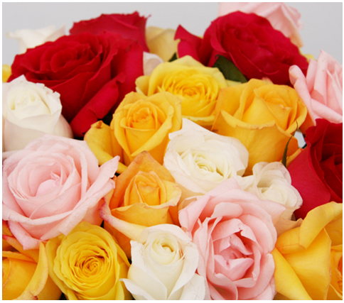 rosas zaragoza
