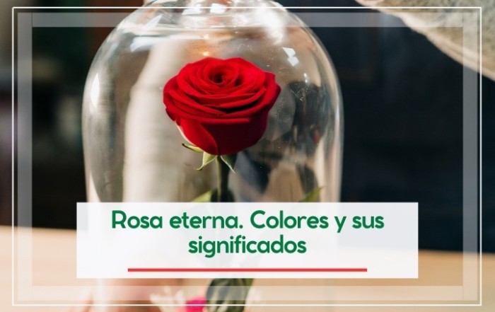 Rosa eterna. Colores y sus significados